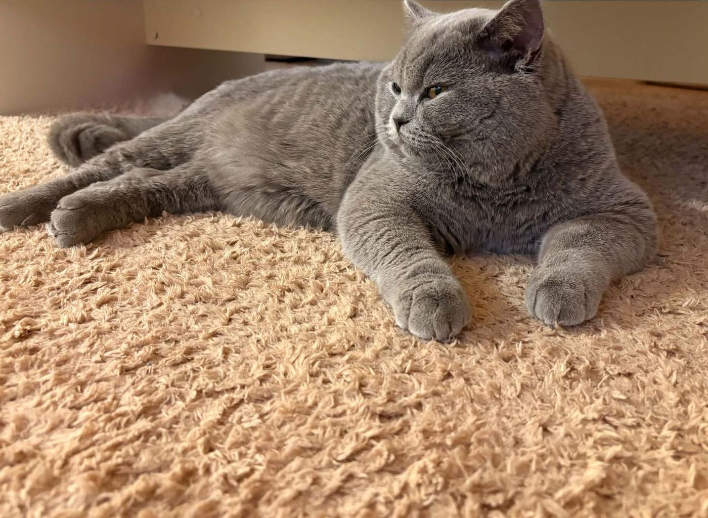 Santino, a Dream Bold Cattery cicája