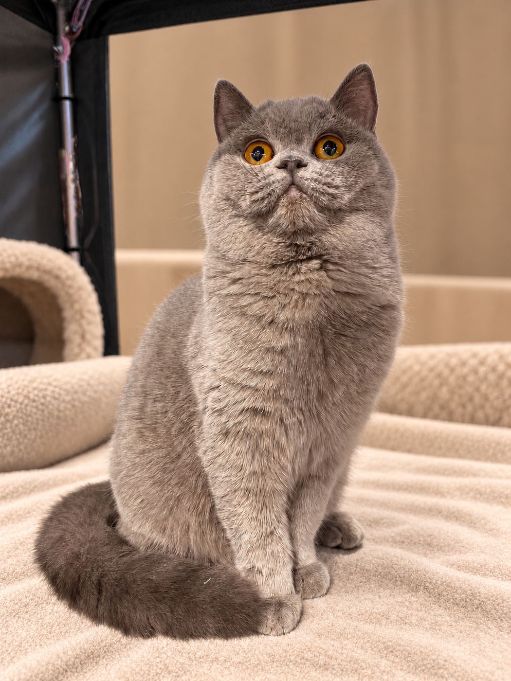 BellaRosa, a Dream Bold Cattery cicája