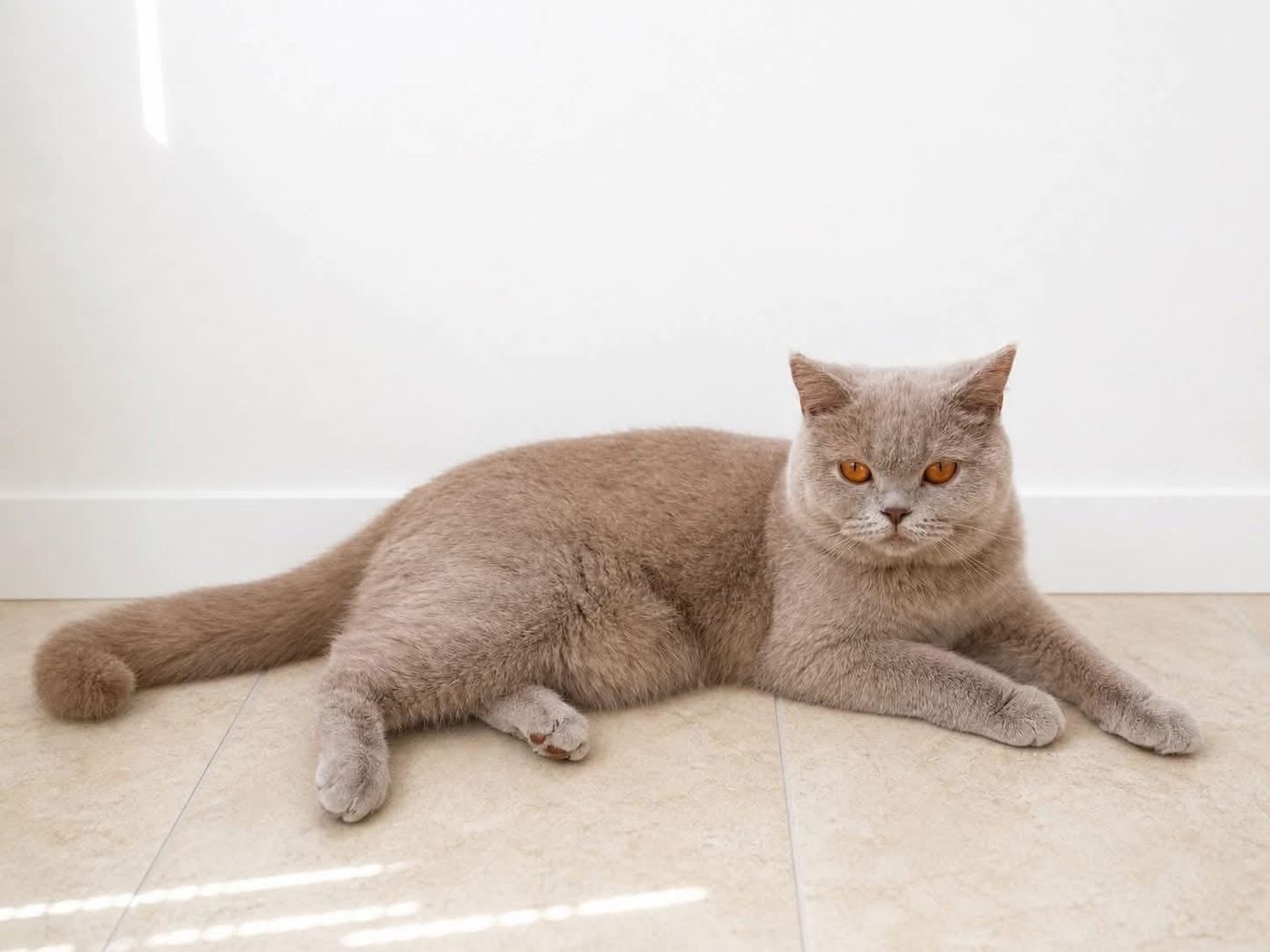 Eneris, a Dream Bold Cattery cicája