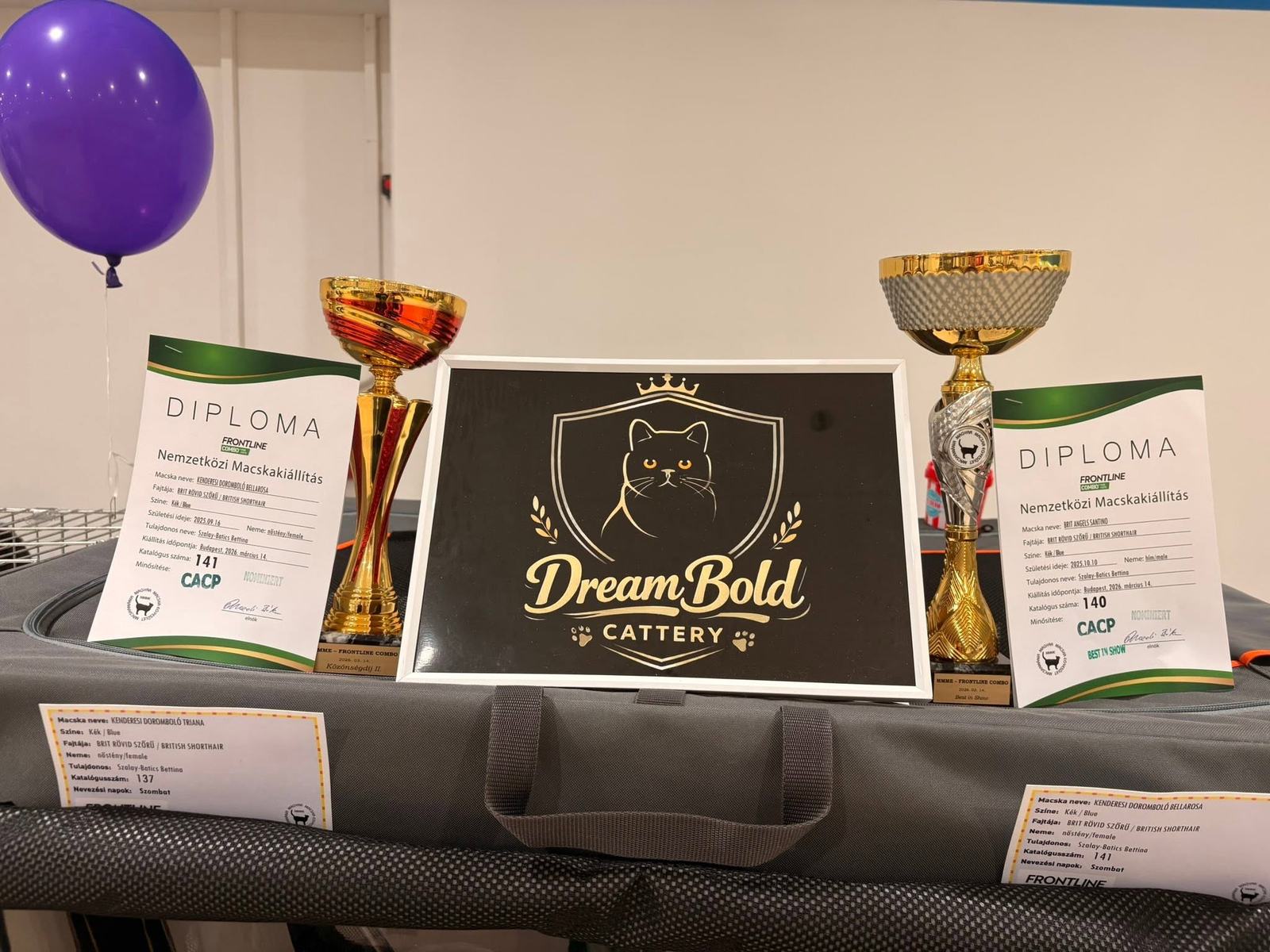 Kupák, diplomák és a Dream Bold Cattery tábla a kiállításon